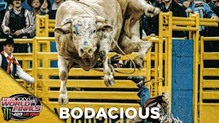 BODACIOUS Receives the 2019 BRAND OF HONOR [upl. by Tocci]