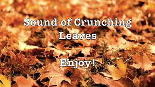 🍂 Sound of Crunching Leaves 🍁  ASMR  No Talking [upl. by Einyaj]