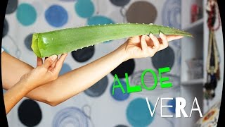 Mascarilla de aloe vera [upl. by Petromilli]