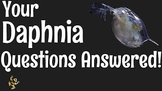 Daphnia Questions Answered [upl. by Adiaz]