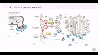 Protein secretion pathway ER to Golgi [upl. by Qirat865]