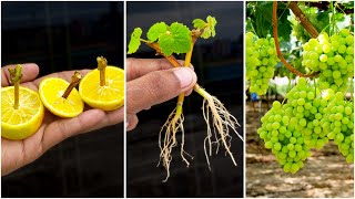 How To Grow Grape Vine From Cuttings At Home FAST N EASY [upl. by Kelcie]