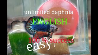 daphnia moina culture Easy way Unlimited production English  with sub Green water Chlorella [upl. by Milli]