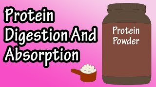 Protein Digestion And Absorption  Protein Metabolism [upl. by Malvia]