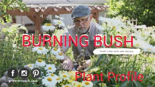 How to Grow Burning Bush  Plant Care [upl. by Thomasina419]