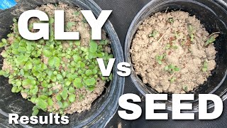 Glyphosate vs Seed Germination Results [upl. by Lynnette809]