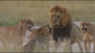 Lion politics a lesson in dominance  Kruger National Park [upl. by Body864]