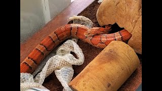 Corn Snake Shedding Skin [upl. by Neelyahs]