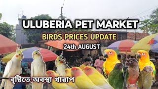 ULUBERIA PET MARKET BIRDS PRICES UPDATEবৃষ্টিতে অবস্থা খারাপ uluberiapetmarket cheapestprice [upl. by Aurelius68]