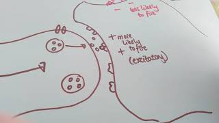 Synaptic transmission year 1 biopsychology [upl. by Leahcimed]