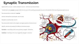 Biopsychology  Revision [upl. by Tilford]