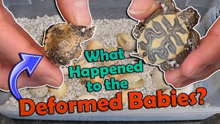 Mystery Turtle Eggs Hatching Part 2 [upl. by Lizzy]