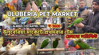 ULUBERIA PET MARKET BIRDS PRICES UPDATE ON 25th JANUARY PART 1 uluberiapetmarket cheapestprice [upl. by Notlimah]