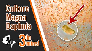 How to culture DAPHNIA MAGNA  The easy way [upl. by Hock]