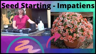 How to Grow Impatiens from Seed Indoors [upl. by Christin]