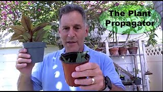 Propagation of Impatiens [upl. by Kurman]