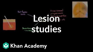 Lesion studies and experimental ablation  Organ Systems  MCAT  Khan Academy [upl. by Veradi594]