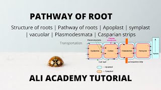 symplast And Apoplast Pathway  Transportation  Class 11 Biology [upl. by Notsehc]