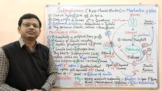 Diabetes Mellitus Part10 Mechanism of Action of Sulfonylurease  Antidiabetic Drugs  Diabetes [upl. by Ridinger]