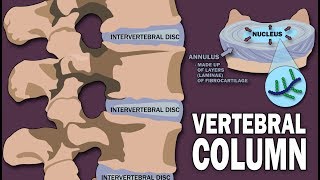 Carotid Artery Insufficiency  PreManipulative Screening [upl. by Duwalt706]