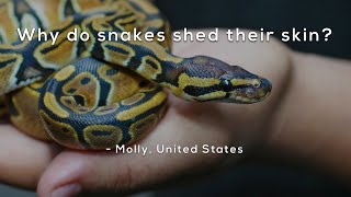 Why do snakes shed their skin [upl. by Ahtibat]