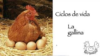 Ciclos de vidaLa Gallina [upl. by Arrak]