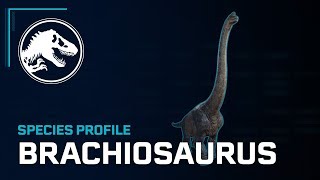 Species Profile  Brachiosaurus [upl. by Trilbi214]