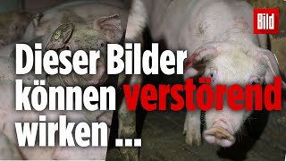 Schlimme Videos aufgetaucht Schweine bei Tönnies Zulieferer gequält [upl. by Artemus]