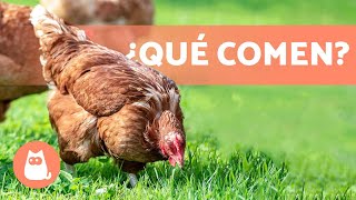 𝗔𝗟𝗜𝗠𝗘𝗡𝗧𝗔𝗖𝗜𝗢́𝗡 𝗱𝗲 𝗹𝗮𝘀 𝗚𝗔𝗟𝗟𝗜𝗡𝗔𝗦  ¿Qué Comen las Gallinas [upl. by Cornall532]