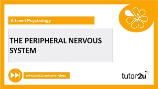 Peripheral Nervous System  Biopsychology  AQA A Level Psychology [upl. by Notyalc]