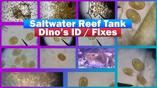 Reef Tank Dino  Dinoflagellates ID  Treatment [upl. by Aivle379]