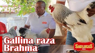 Gallina Brahma  Las gallinas gigantes  Granja San Lucas [upl. by Had]