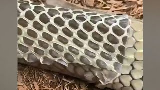 Up close King cobra shedding its skin [upl. by Hendon]