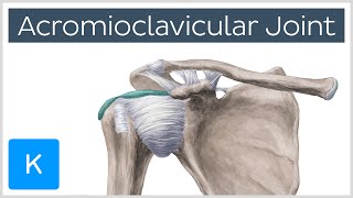 Acromioclavicular Joint  Location amp Function  Human Anatomy  Kenhub [upl. by Anauqcaj]