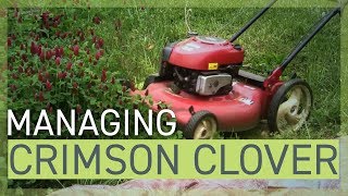 Managing Crimson Clover [upl. by Levinson]