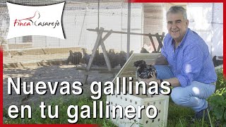 Cómo incorporar nuevas Gallinas en tu Gallinero [upl. by Lisan]