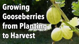 Growing Gooseberries from Planting to Harvest [upl. by Felisha94]