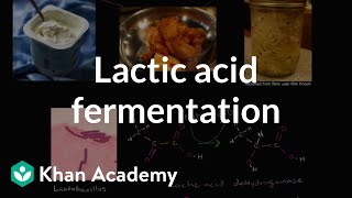 Lactic acid fermentation  Cellular respiration  Biology  Khan Academy [upl. by Giustino]