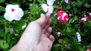 Impatiens  explosive dehiscence⎢Martha Stewart [upl. by Jp]