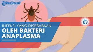 Anaplasmosis Infeksi yang Disebabkan karena Bakteri Anaplasma Phagocytophilum [upl. by Minne]