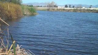 Places LA  Sepulveda Basin Wildlife Reserve [upl. by Dibru572]