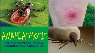 ANAPLASMOSIS Definisi Penyebab Gejala Pengobatan dan Pencegahan [upl. by Viviane752]