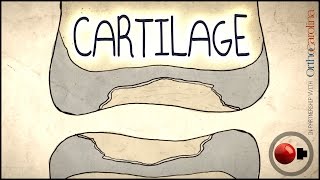 Cartilage Science Explained [upl. by Jahdal]