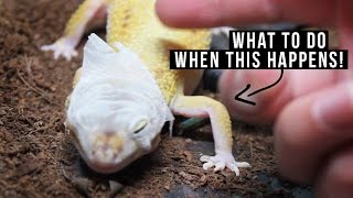 REMOVING OLD SKIN  Leopard Gecko [upl. by Novoj850]