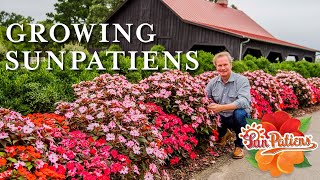 Growing SunPatiens [upl. by Saxet]