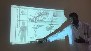 Paludisme cycle de développement du plasmodium [upl. by Grand528]