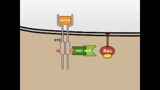 The MAP Kinase MAPK signalling pathway [upl. by Nuawad780]