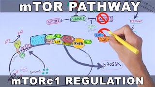 mTOR Pathway and its Regulation [upl. by Philip]