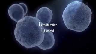 The MAPK Signaling Pathway [upl. by Rossie]