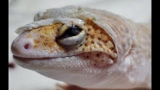 How Leopard Geckos Go BLIND  The Most Common Way  Skin In Eye Close Up [upl. by Flanigan366]